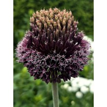 Ornamental Onion