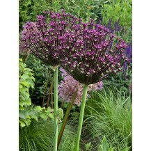 Ornamental Onion