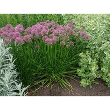 Ornamental Onion