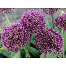Ornamental onion