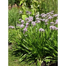 Ornamental Onion