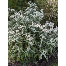 Pearl everlasting