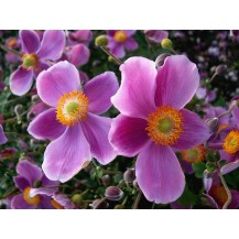 Japanese anemone