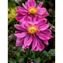 Japanese anemone