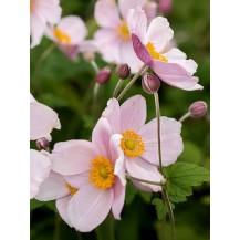 Japanese anemone