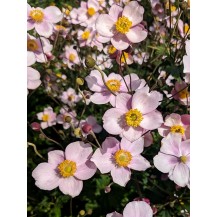 Grape-leaf anemone