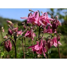 Columbine