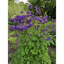 Columbine