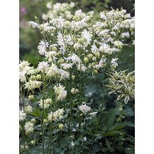 Columbine