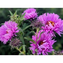 New England aster