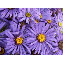 Italian aster
