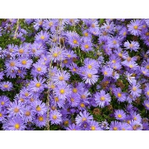 Michaelmas daisy