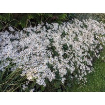 White wood aster