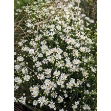 Upland white aster