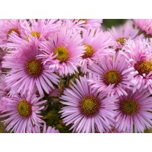 New England aster
