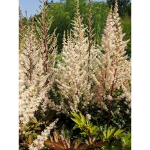 Astilbe, False spirea