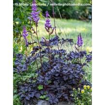 Chinese astilbe, False spirea