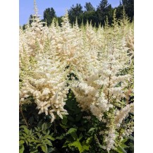 Japanese astilbe, False spirea