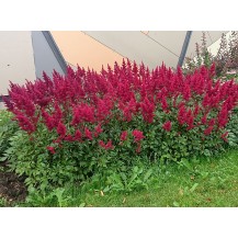Astilbe, False spirea