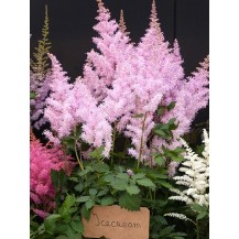 Astilbe, False spirea