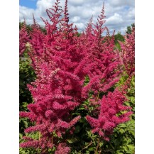Chinese astilbe, False spirea