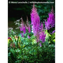 Astilbe, False spirea