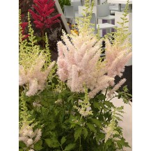 Chinese astilbe, False spirea