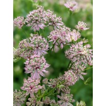 Greater masterwort