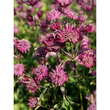 Greater masterwort