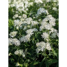 Greater masterwort