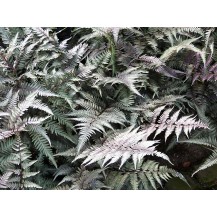 Japanese painted fern