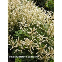 Goat's beard