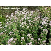 Oregano