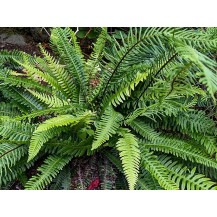 Deer fern