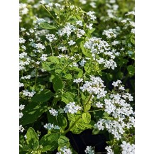 Siberian bugloss