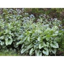Siberian bugloss