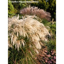 Maiden grass, Chinese silver grass