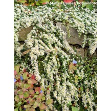 Heath aster