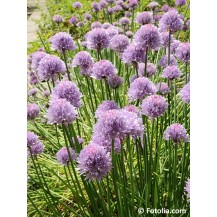 Chives