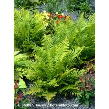 Slender crested male fern