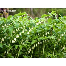 Garden Solomon’s Seal