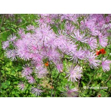 Meadow rue