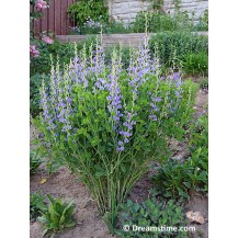 Blue false indigo