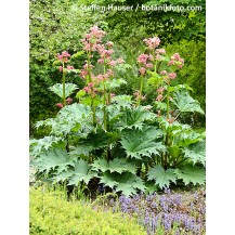 Ornamental rhubarb