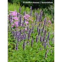 Giant hyssop