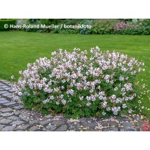 Cranesbill