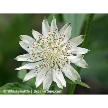 Greater masterwort