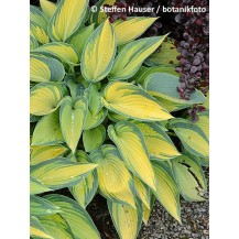 Hosta