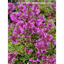 Red creeping thyme