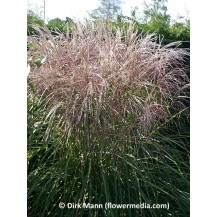 Maiden grass, Chinese silver grass